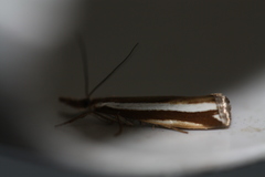 Orocrambus apicellus