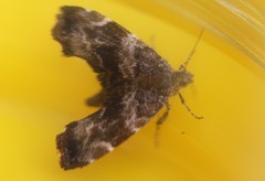 Asterivora combinatana