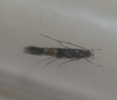 Cosmopterix attenuatella