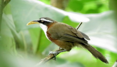 Pomatorhinus schisticeps