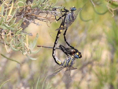 Columbia Clubtail photographed in Washington