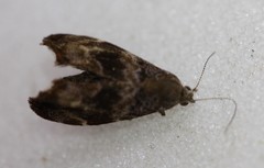 Asterivora combinatana