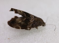 Asterivora combinatana