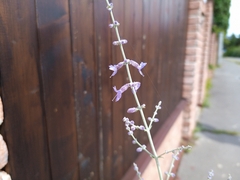 Salvia yangii: Herkunft und Verwendung — Foto 3