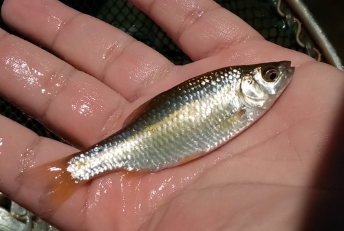 Macedonian moranec (Pachychilon macedonicum) — Cyprinidae