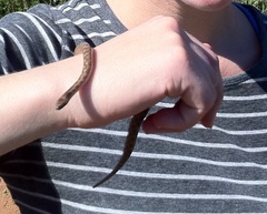 Hypsiglena ochrorhynchus klauberi