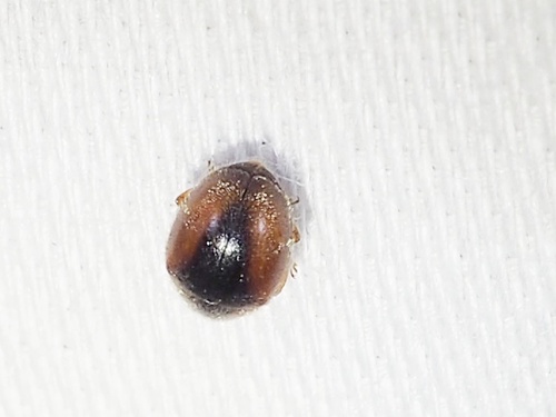 Loew's Lady Beetle (Scymnus loewii), a species recorded in Kansas