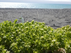 Honckenya peploides major