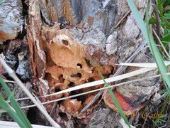 Camponotus saxatilis