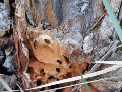 Camponotus saxatilis