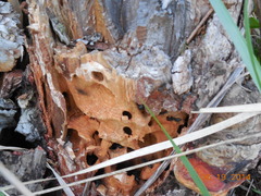 Camponotus saxatilis