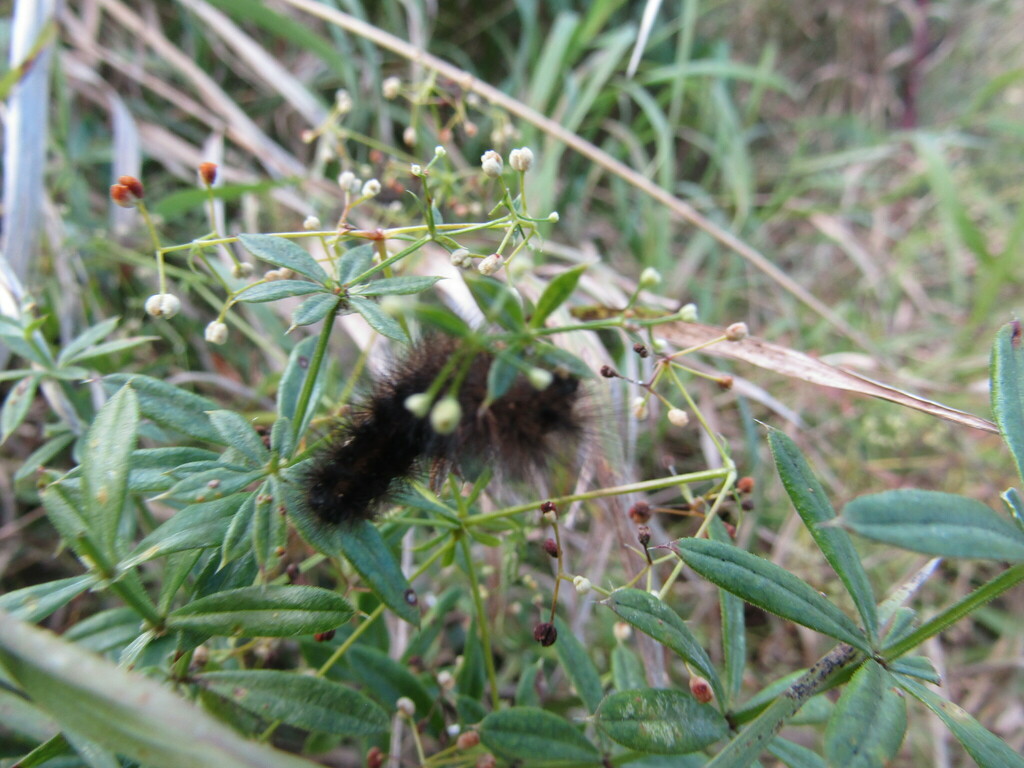 Spilosoma from Кохма, Ивановская обл., Россия on September 30, 2018 at ...