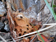 Camponotus saxatilis