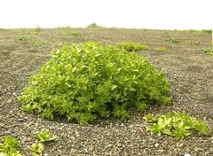 Honckenya peploides major