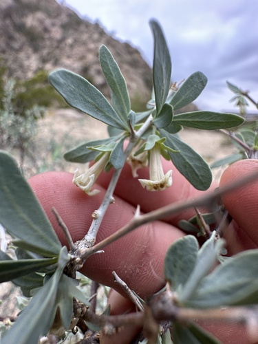 Silvery Wolfberry