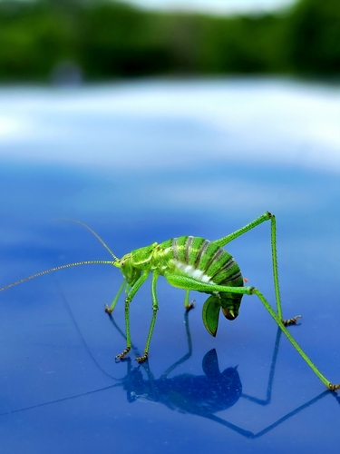 Striped Bush-cricket photo 4