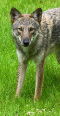 Canis latrans
