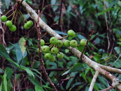 Ficus variegata garciae