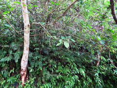 Ficus variegata garciae