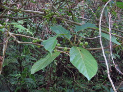 Ficus variegata garciae