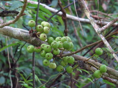 Ficus variegata garciae
