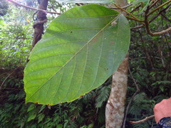 Ficus variegata garciae