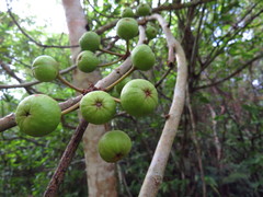 Ficus variegata garciae