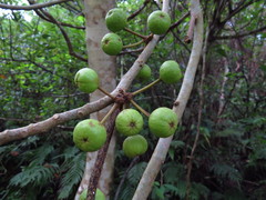 Ficus variegata garciae