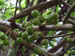 Ficus variegata garciae