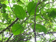 Ficus variegata garciae