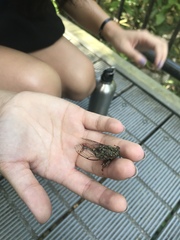 Henicopsaltria rufivelum