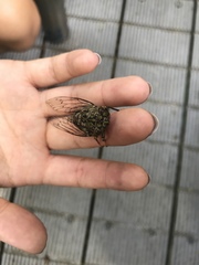 Henicopsaltria rufivelum