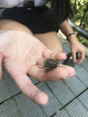 Henicopsaltria rufivelum