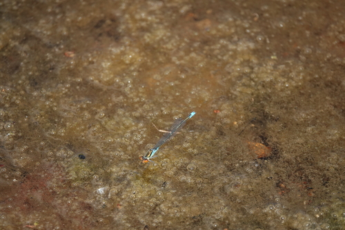 Erythromma viridulum