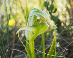 Pterostylis australis