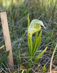 Pterostylis australis