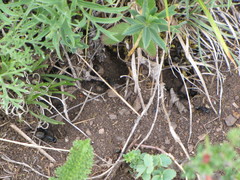 Camponotus saxatilis