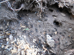 Camponotus saxatilis