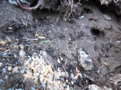 Camponotus saxatilis