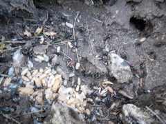 Camponotus saxatilis