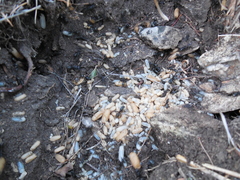 Camponotus saxatilis