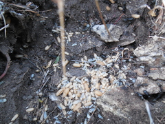 Camponotus saxatilis