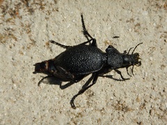 Carabus gigas