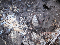 Camponotus saxatilis