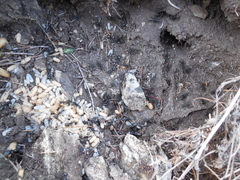 Camponotus saxatilis