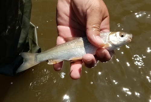 Vardar nase (Chondrostoma vardarense) — Cyprinidae — 3