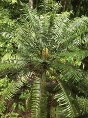 Lepidozamia hopei