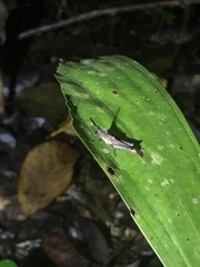 Desmoptera truncatipennis