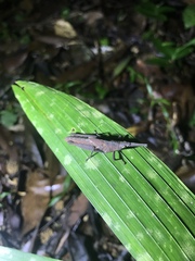 Desmoptera truncatipennis