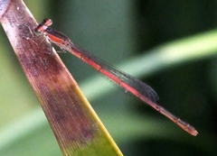 Agriocnemis falcifera